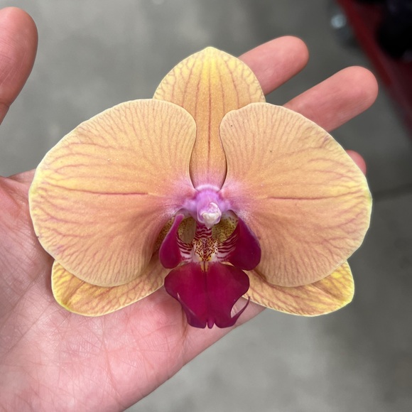 graceliang23